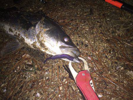 酷寒ウェーディングでなんとか1本